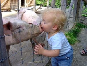 Baby-kiss-pig