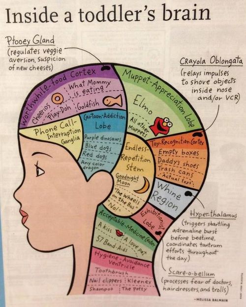 Inside toddler brain (2)
