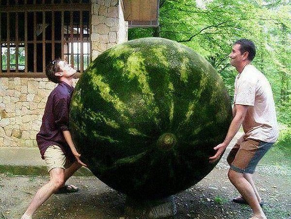 A.baa-Bigest-watermelon-ever