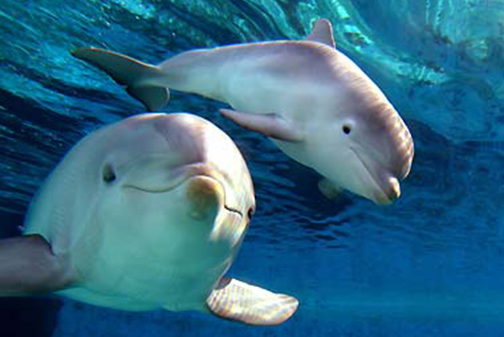 Cute-baby-dolphin
