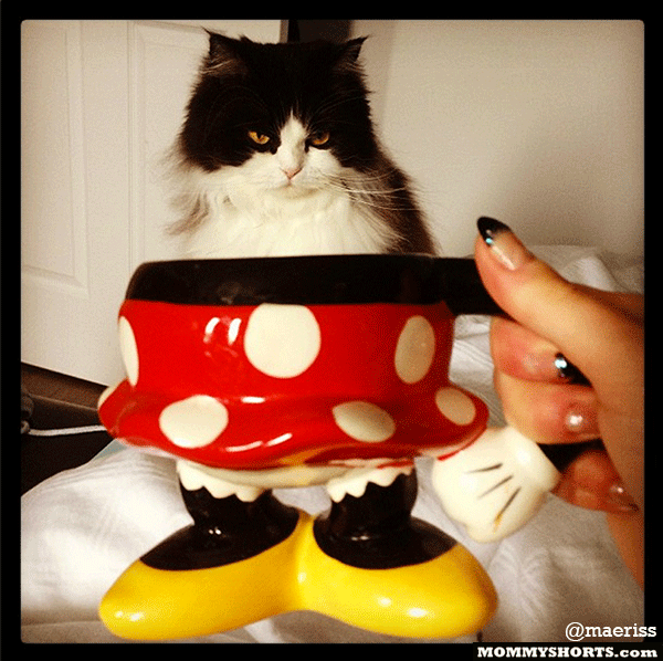Cat-in-a-mug