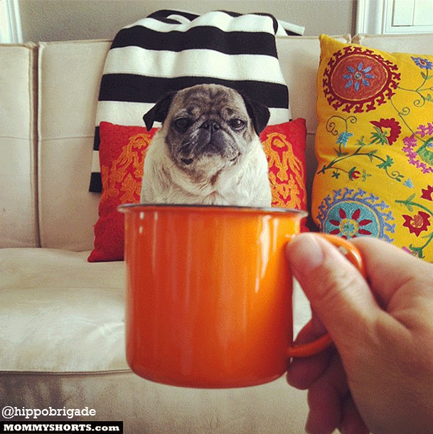 Pug-in-a-mug